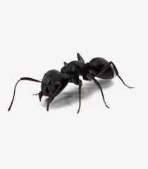 مكافحة النمل الأسود